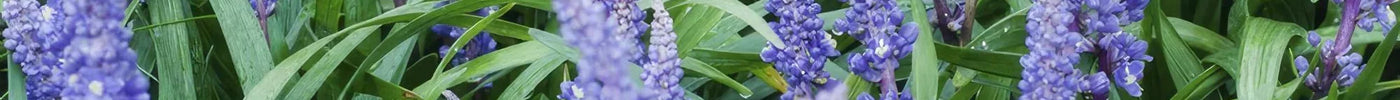 Leliegras (Liriope Muscari) Snoeien
