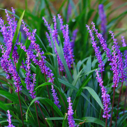 Leliegras (Liriope Muscari) Snoeien