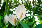 Lepelplant Stekken
