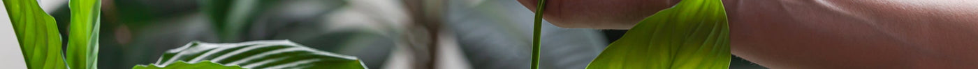 Lepelplant Verzorging