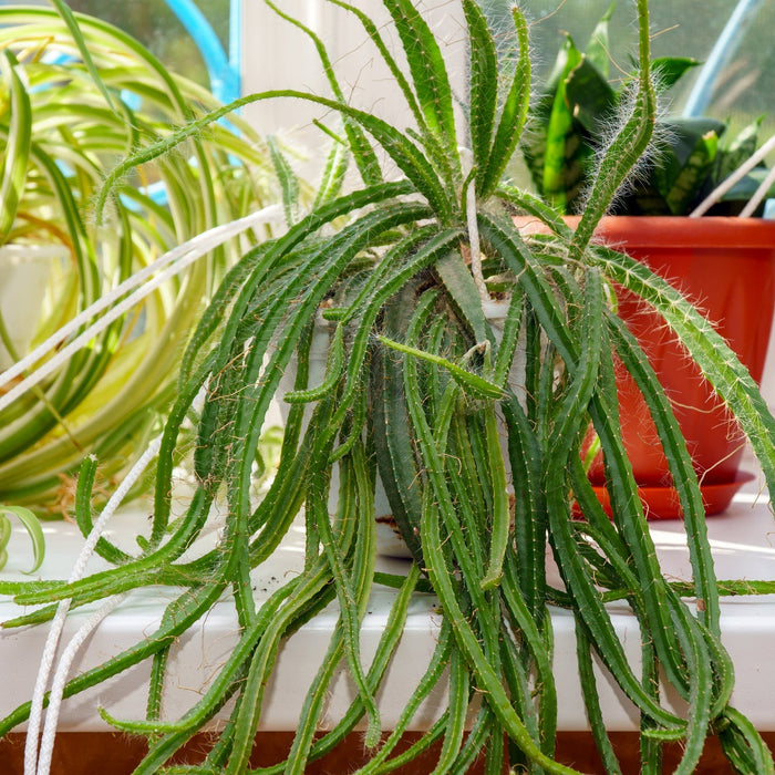 Lepismium Verzorging