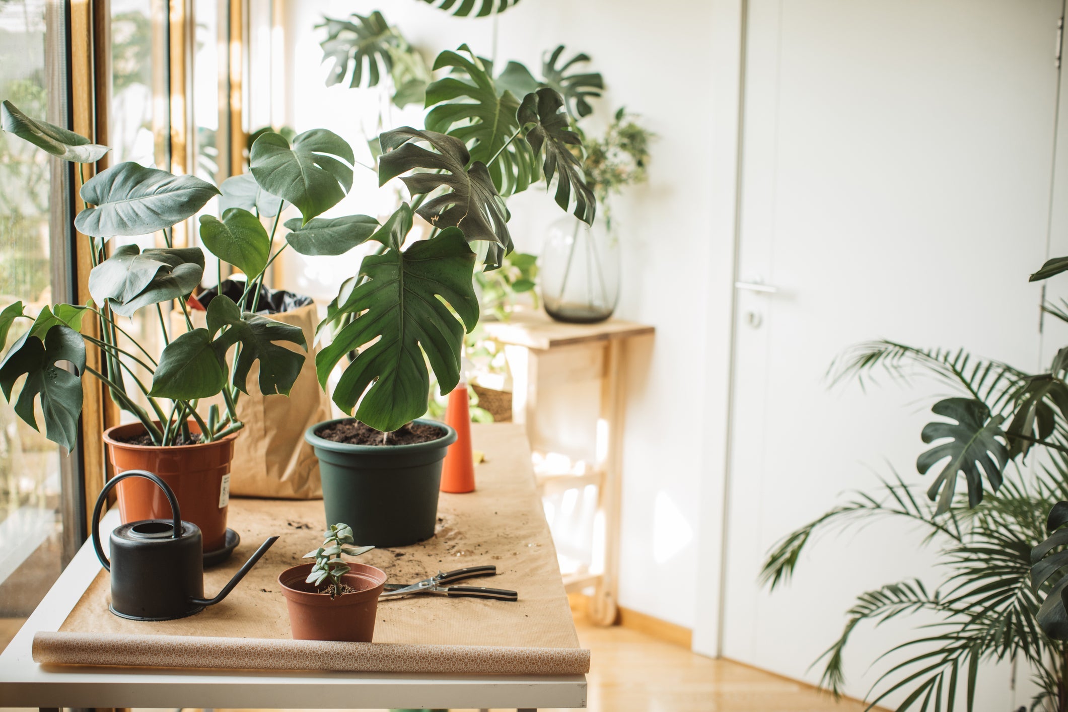 Luchtwortels Monstera