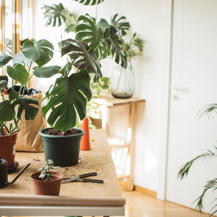 Luchtwortels Monstera