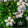 Mandevilla Snoeien