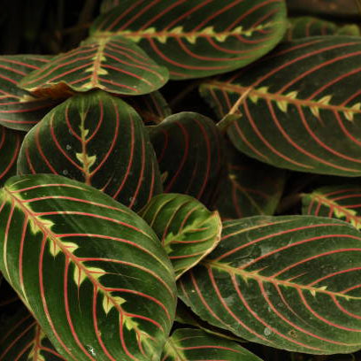 Maranta Stekken