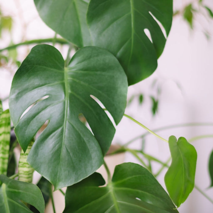 Mooiste Groenblijvende Planten