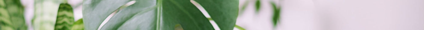 Monstera Gele Bladeren