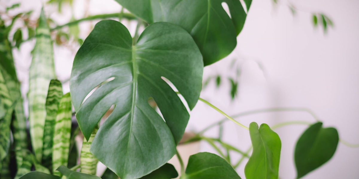 variegated monstera kaufen Monstera deliciosa Variegata albo (special really white edition)