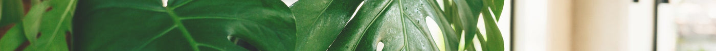 Verschil Monstera Deliciosa en Borsigiana en Pertusum