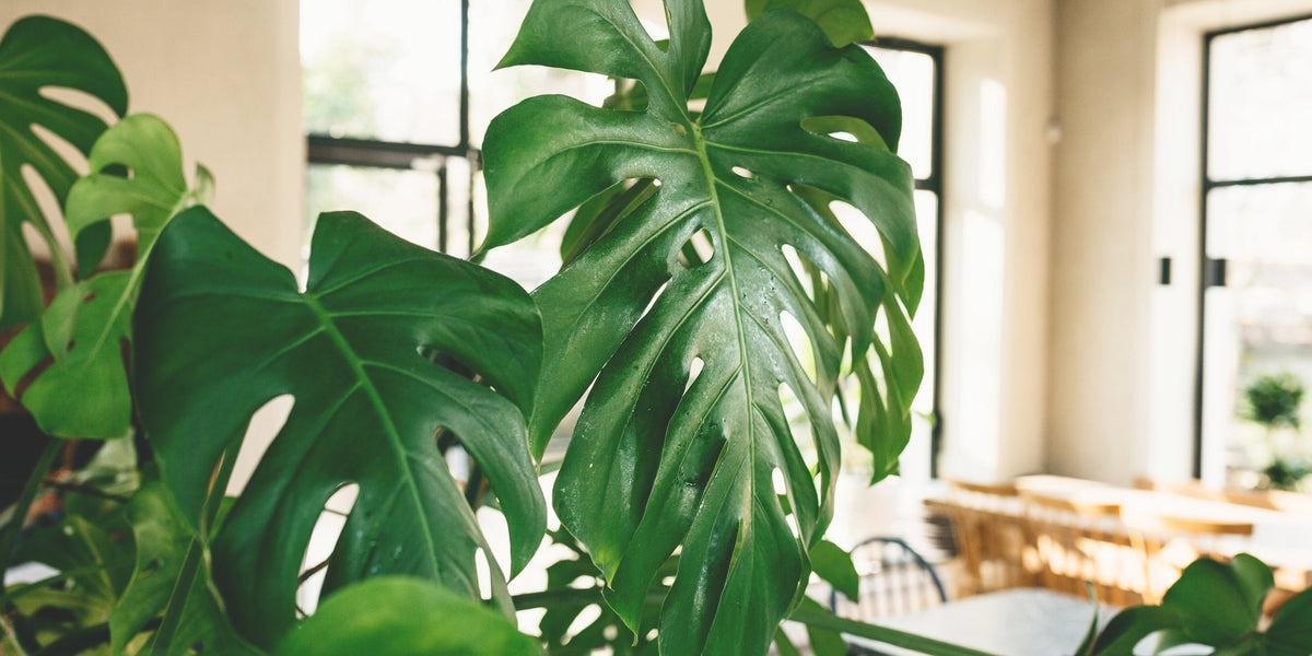 philodendron raritäten Philodendron Melanochrysum – Foliage Dreams