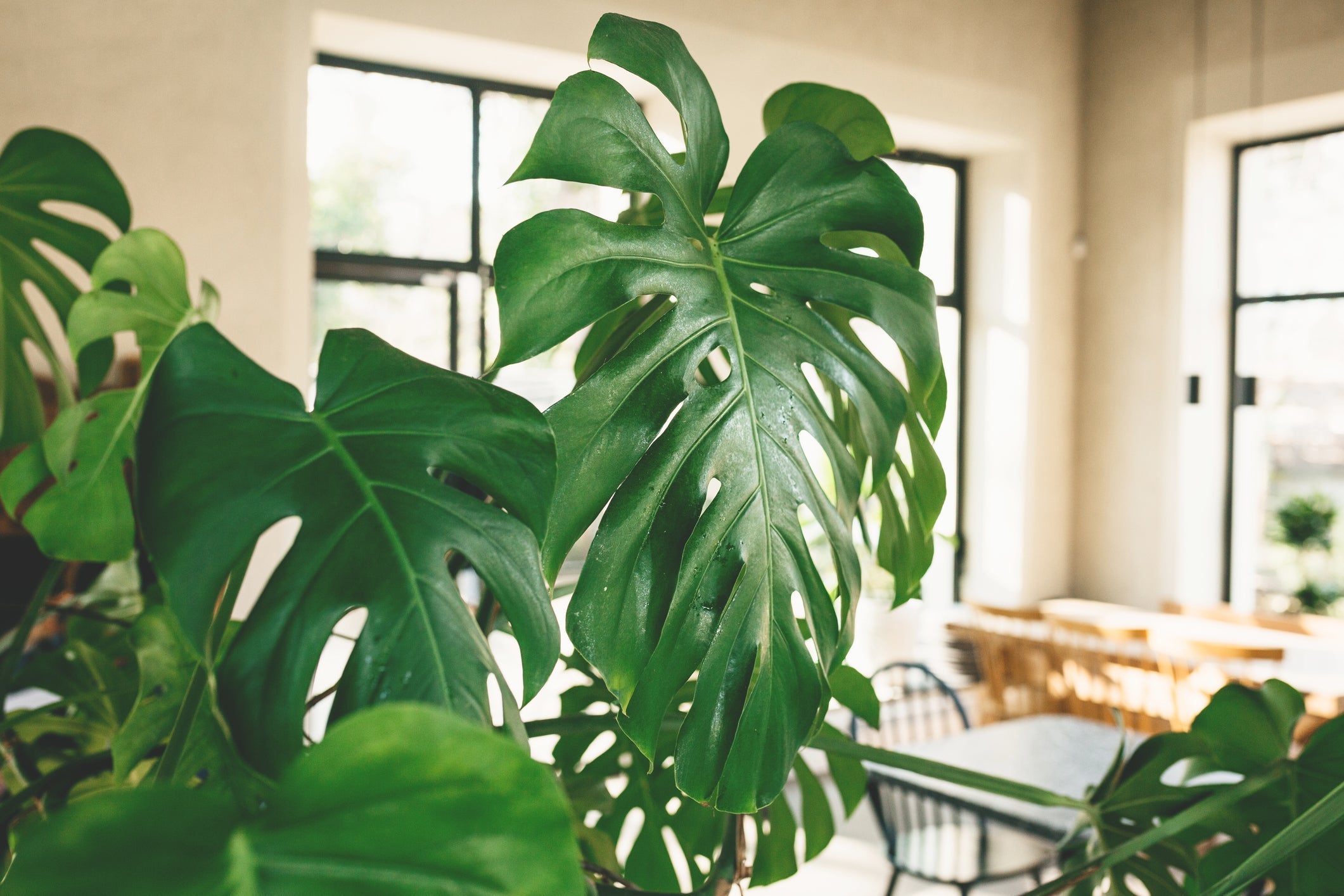 Verschil Monstera Variegata en Thai Constellation