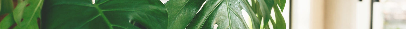 Monstera Verzorging