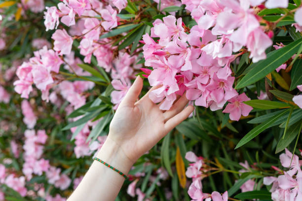 Oleander Snoeien
