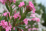 Gele Bladeren Oleander