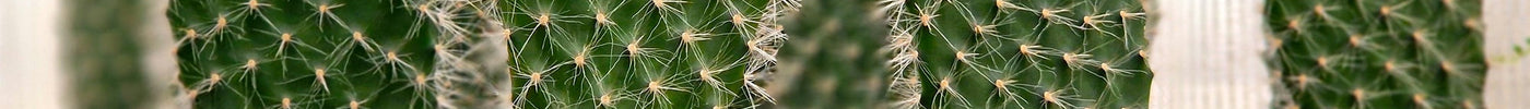 Opuntia (Schijfcactus - Vijgcactus) Verzorging