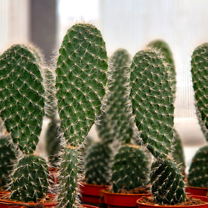 Opuntia (Schijfcactus - Vijgcactus) Verzorging
