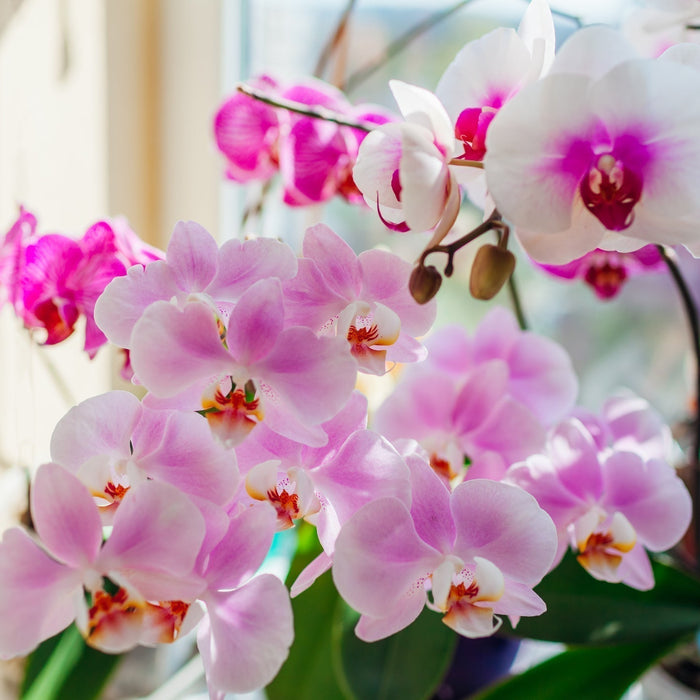Orchidee Verzorging