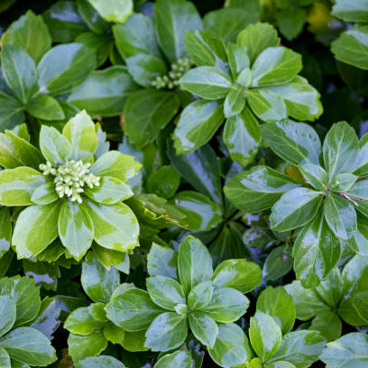 Pachysandra Snoeien