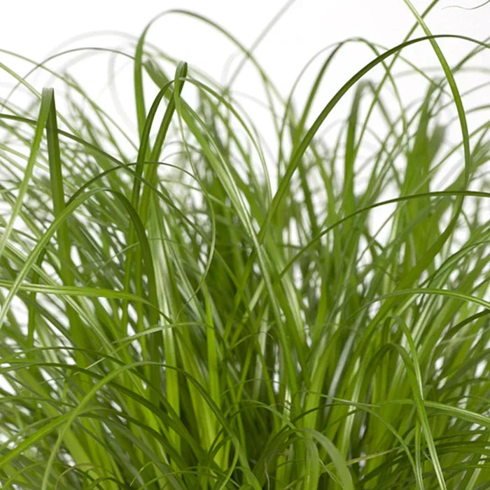 Parapluplant Stekken