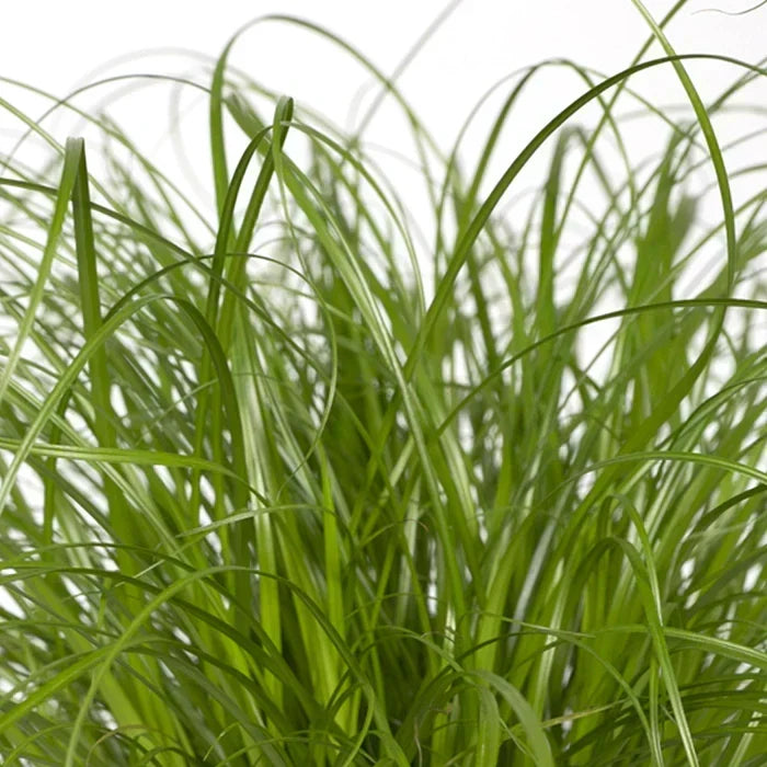 Parapluplant Stekken
