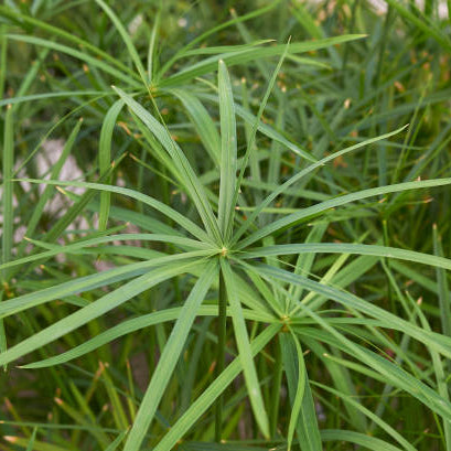 Parapluplant Verzorging