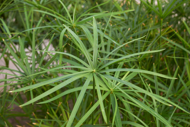 Parapluplant Verzorging