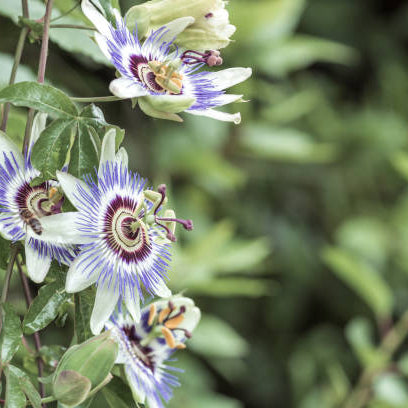 Passiebloem Verzorging