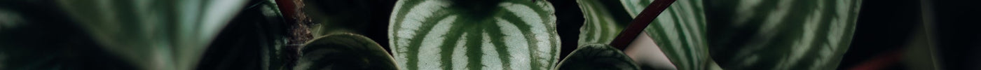 Peperomia Stekken