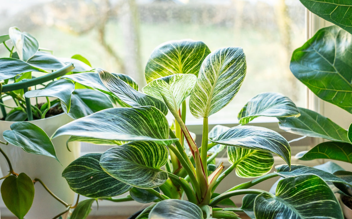 Bouturage de philodendron - Lisez tous les conseils !  Planten247.nl