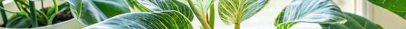 Philodendron Stekken