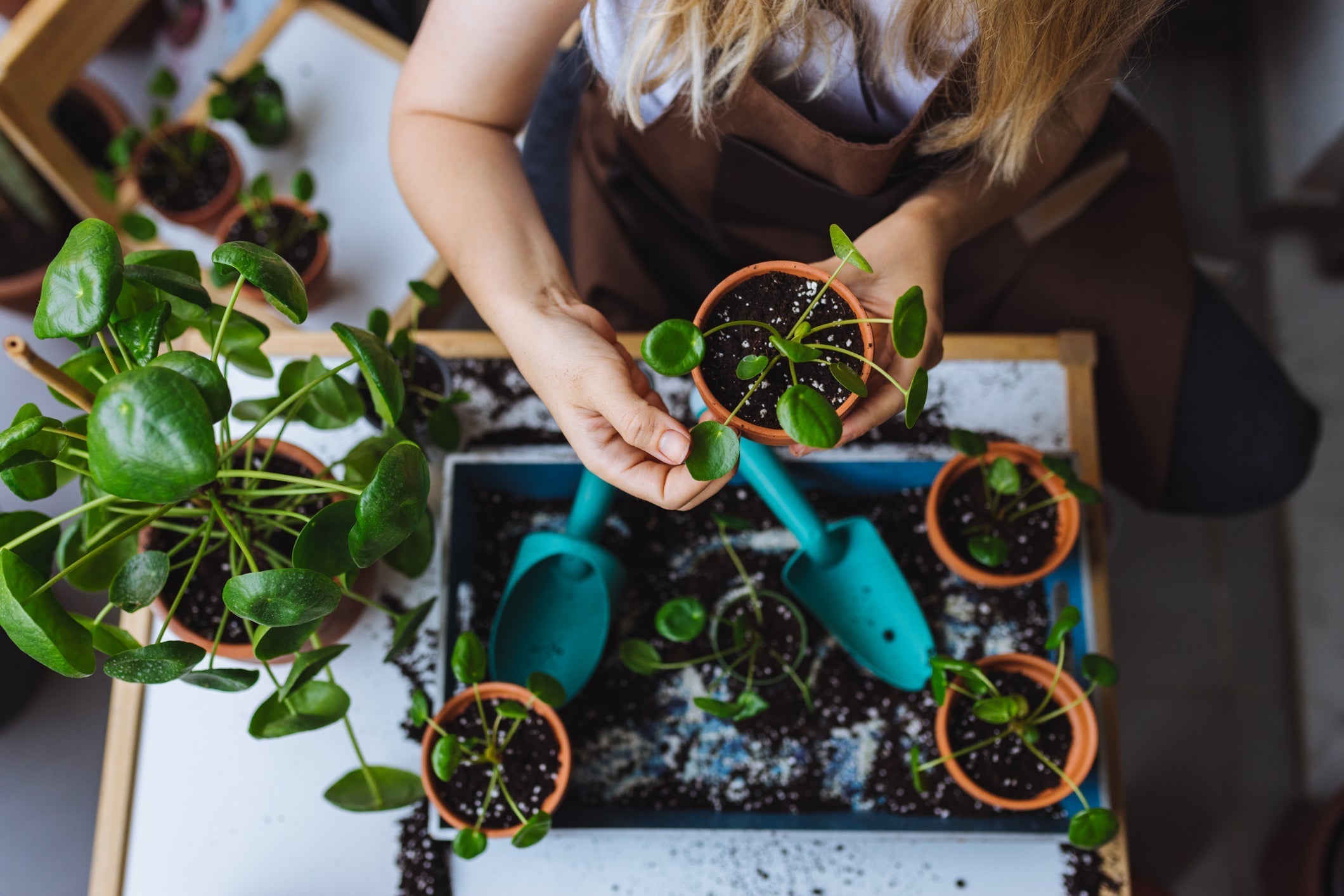 Planten Stekken