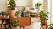 Welke plantenpot kiezen?