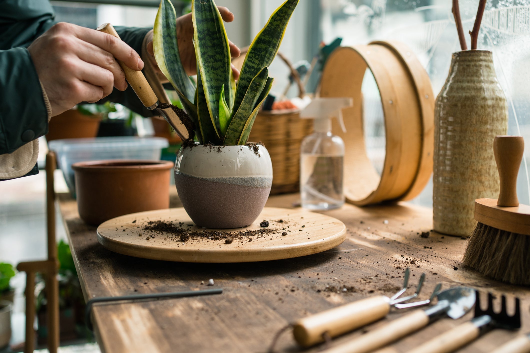 Sansevieria Stekken