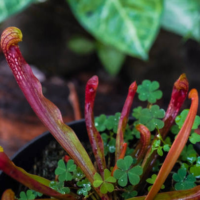 Sarracenia Verzorging