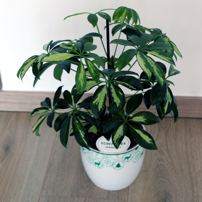 Schefflera Verzorging