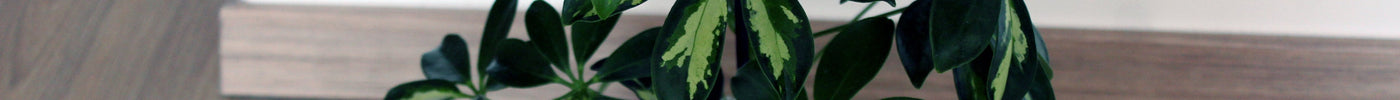 Schefflera Verzorging