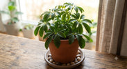 Schefflera Stekken