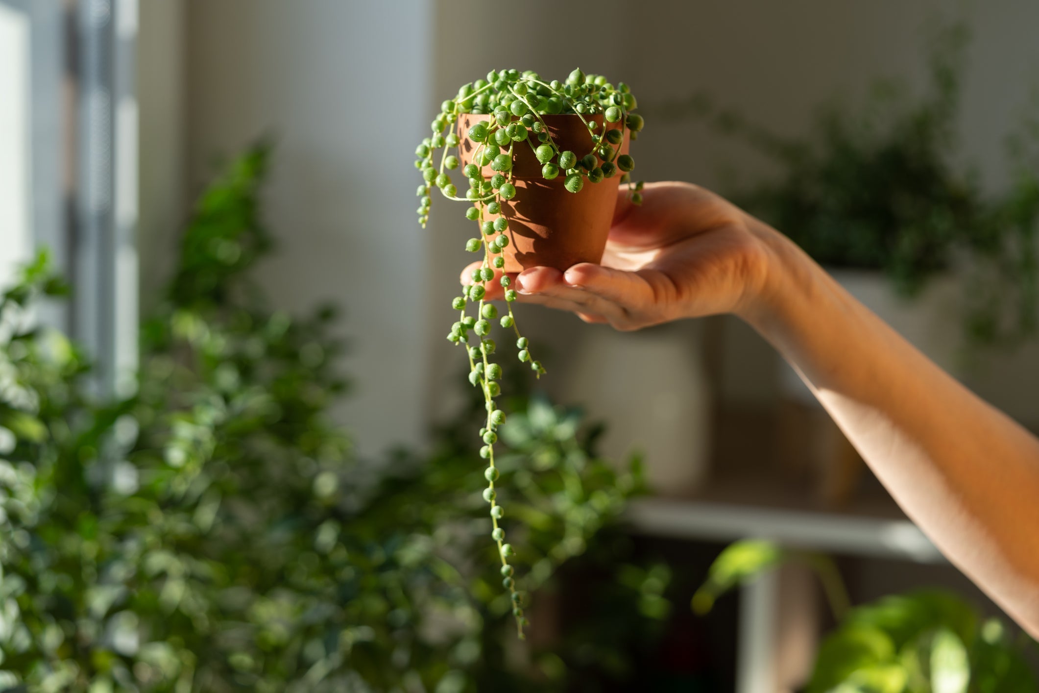 Senecio Verzorging