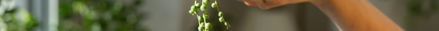 Senecio Verzorging