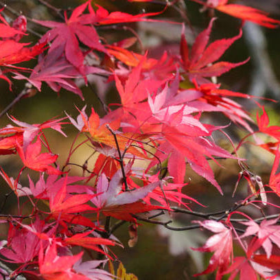 Japanse Esdoorn Verzorging