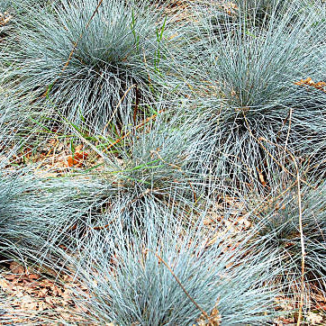 Blauw Schapengras verzorging