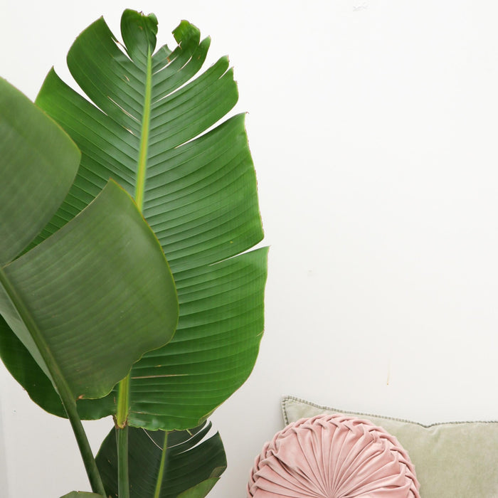 Strelitzia Augusta Verzorging