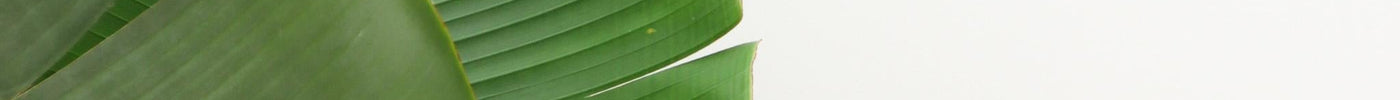 Strelitzia Augusta Verzorging