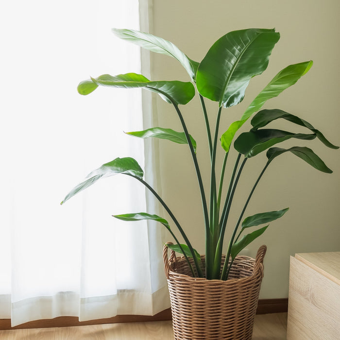 Verschil Strelitzia Nicolai en Reginae