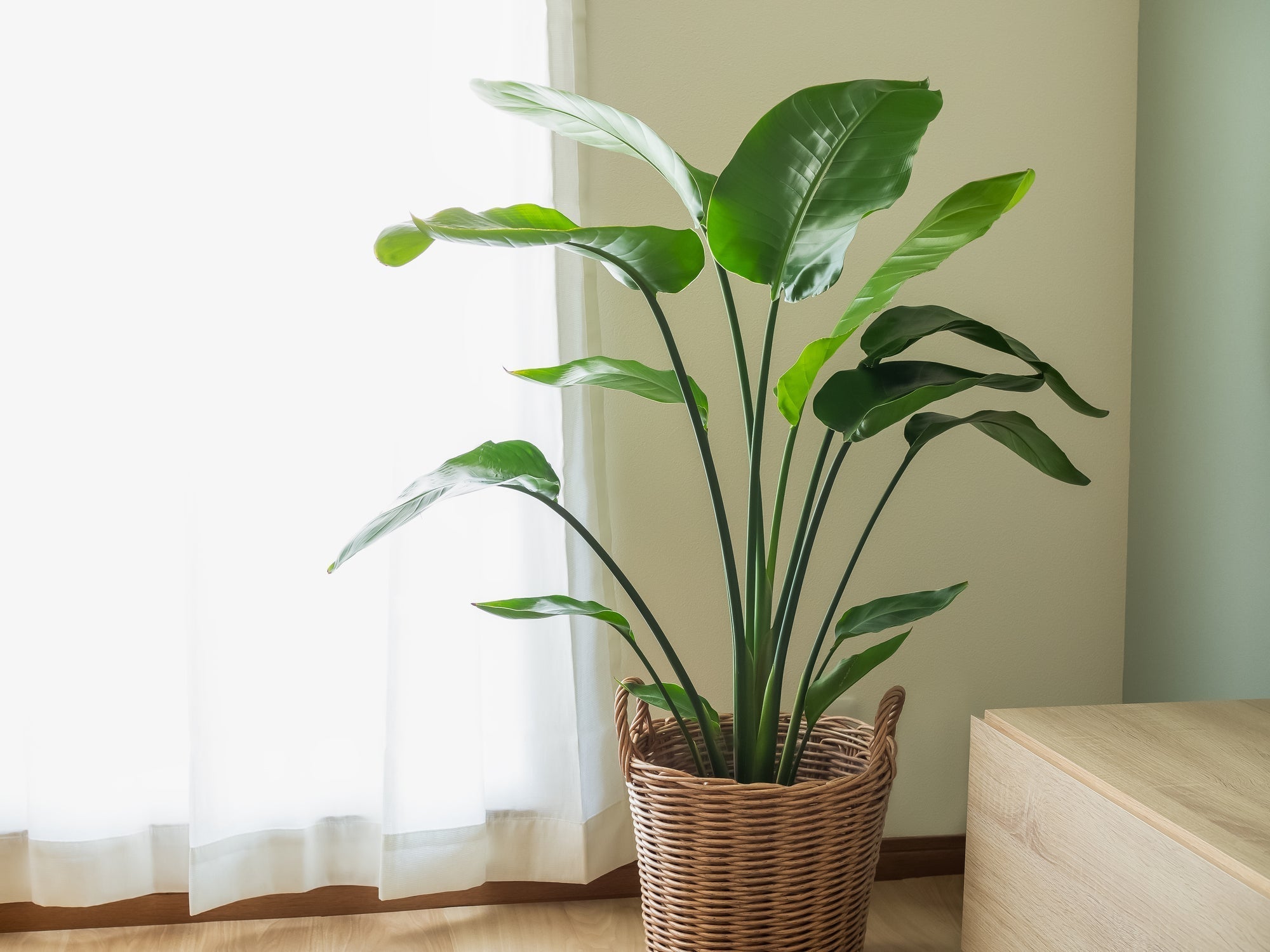 Strelitzia Stekken