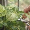 Syngonium Stekken