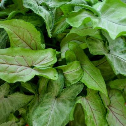 Syngonium Stekken