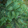 Taxus Baccata Snoeien