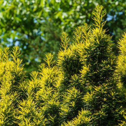 Taxus Baccata Snoeien