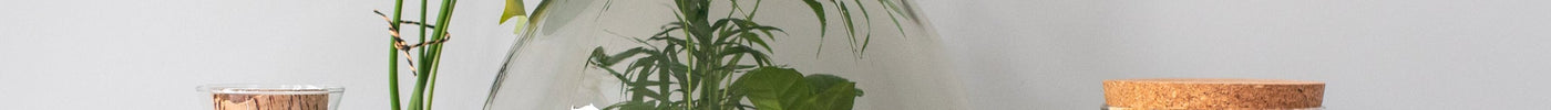Planten terrarium